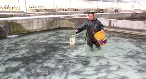  「半价」曾经售价百元一斤，如今半价销售无人买，养殖户垂泪哭