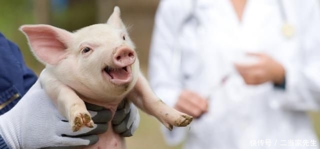  [做法]关于养猪方法和思路，这位养猪场厂长的做法值得借鉴