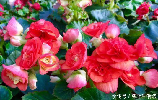  蓝雪花：喜欢养护花卉，就选择花色艳丽，花期长，开花量大的花卉，美极了