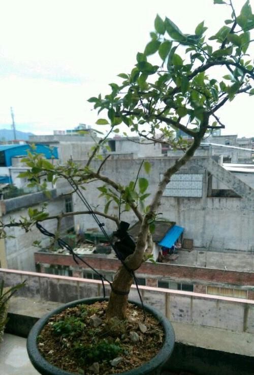  『效果图』只要狠心，没有改造不了的三角梅盆景，看到效果图后太喜欢