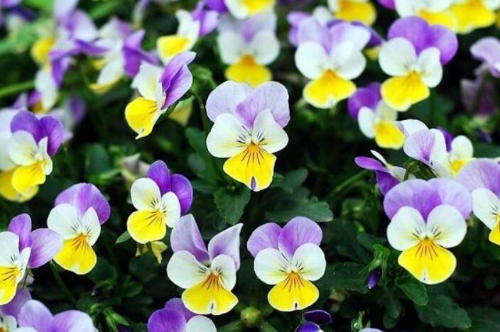  「懒人」养花要养“4种花”，开花快，好养护，新手懒人都能养