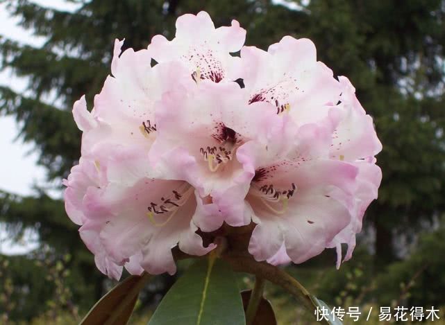 「杜鹃」国家Ⅱ级珍稀濒危物种|花色妖娆的大王杜鹃