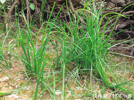  [大熊猫]比大熊猫还要珍稀的品种出现了，必须得保护啊！