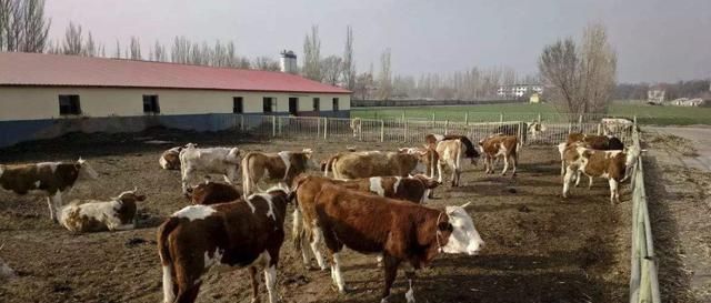  「养殖场」农村将再次进行查封拆除！特别是这3种养殖场，农民要