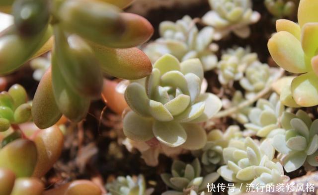  【家里】在家里养花，就选择此3种，颜色丰富花色艳丽，简单养护就爆盆