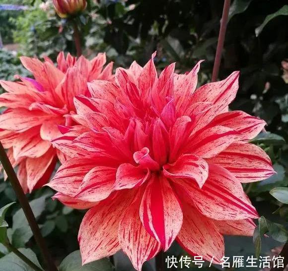  『花开』大丽花真美，花开100朵，一开大半年！