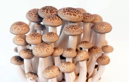  『子和螃蟹』茄子和蘑菇一起吃会中毒？和螃蟹同吃会腹泻？怎样吃茄子才健康？