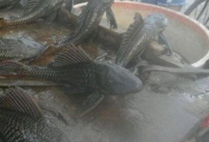  #河塘#渔民清理河塘时捞出许多大鱼，却很气愤，将它们全部活埋