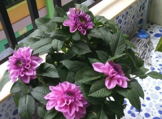  『躲雨』千奇百怪的花卉中，有这么2种植物，不喜欢下雨天，需在室内躲雨