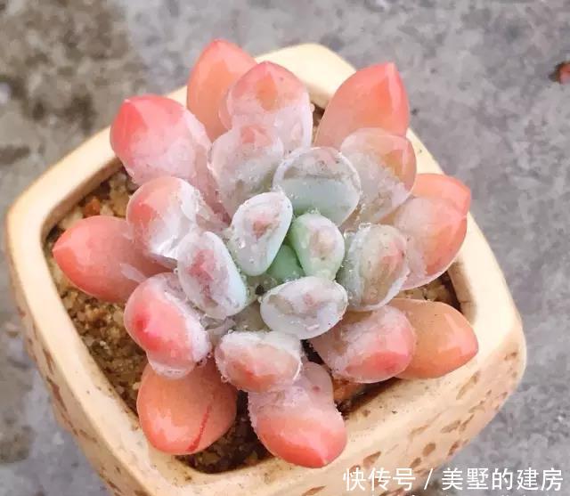 『黑腐』春雨贵如油，多肉能淋雨吗？淋雨“准黑腐”，千万不要大冒险