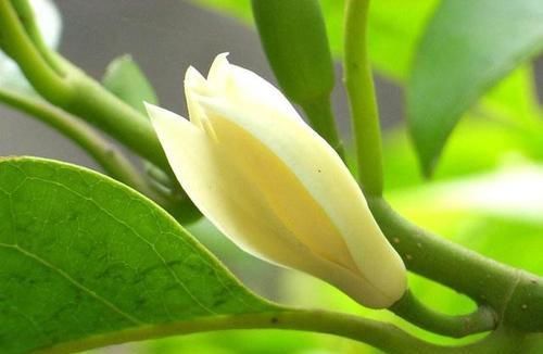  『枝繁叶茂』白兰花这样养，枝繁叶茂，花开满枝头，又多又香。