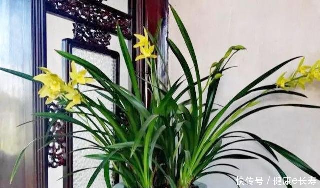  家里：阳台养花6个坑，踩了一个也不行，怪不得养花总不活