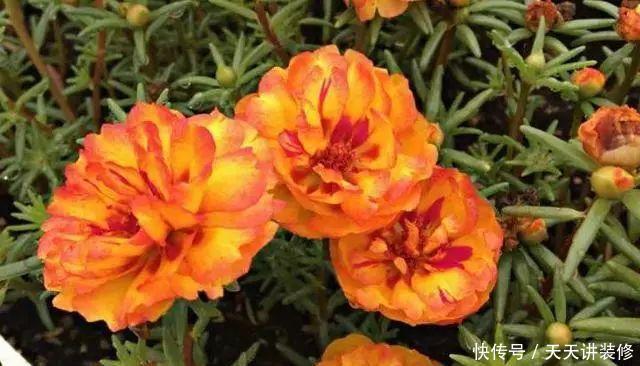  [图片作者]15种超级好养的花，不死鸟居然不是第一，“养花杀手”们试一试吧
