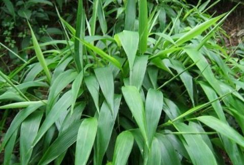  价值|乡下似竹叶的野草，曾用它来包“粽子”，现在成了稀罕物，