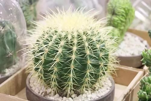  #室内#适合忙碌的人栽培的耐旱、耐阴植物，养室内没阳光的地方也没问题