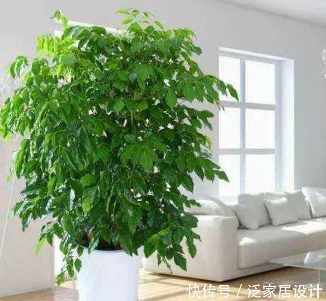  [幸福树]幸福树春季养护有技巧，这三点做到位，不黄叶干枯，枝繁叶茂