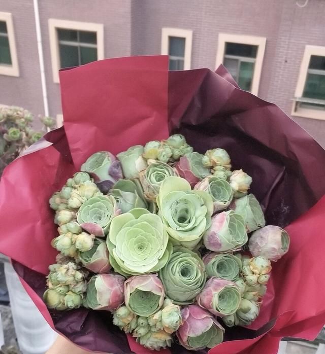  [颜值比较高]盘点10种“容易度夏”多肉，南北方花友，随便选、随便养