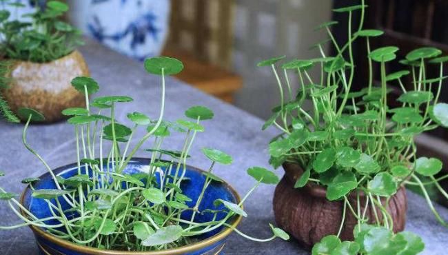  「花盆」这3种花爱吃土，长久不换花盆里面全是粗壮根系，分分钟饿死