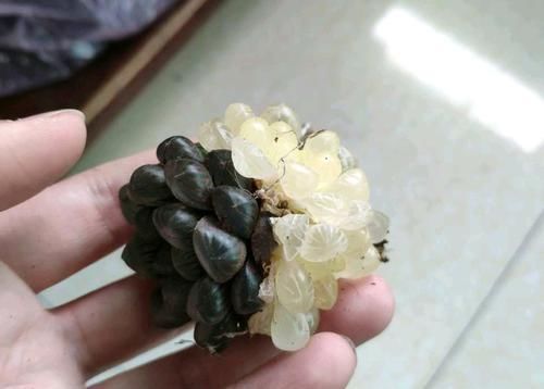  「化水」养三个月的多肉玉露都快化水了怎么回事？花盆，盆土，浇水都不对