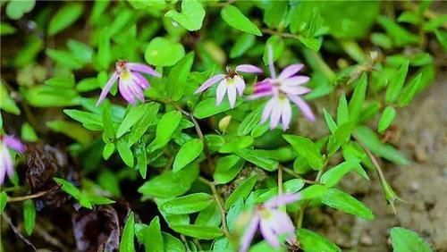 【消肿止痛】一种奇特的“半边花”,农民用它来驱蚊,对消肿止痛有帮助