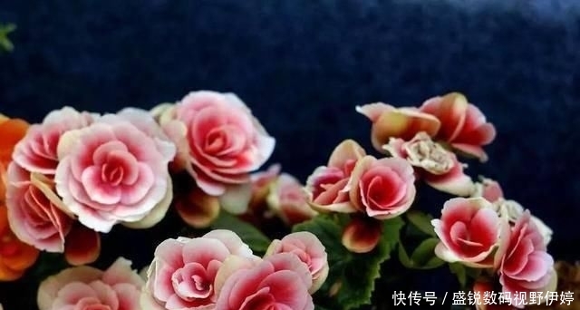  『植株就』熟练掌握丽格海棠的浇水方式，花开到一茬又一茬，漂亮极了