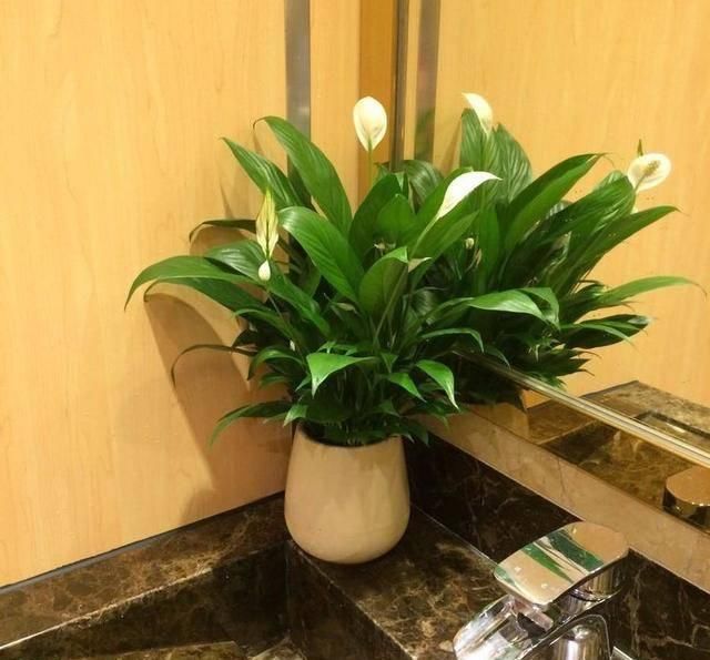  阳光■5种皮实花真耐养，家里通风差，没阳光都不怕