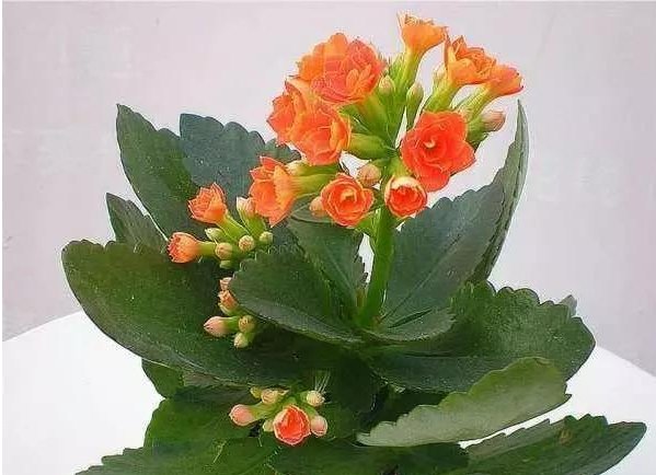  长寿花@这几种花，简单好养开花美，花期超长喜爆盆，美出新天地，天天有花赏