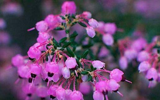 懒人|3种花,是懒人的福音,花期达200多天,盆盆漂亮又好养
