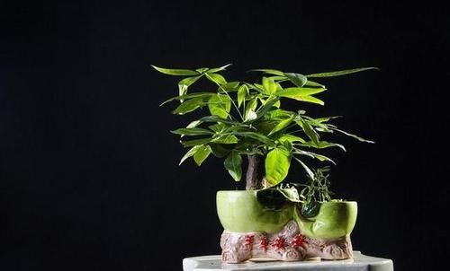  『发财树』发财树老黄叶，剪1刀加点料，绿叶蹭蹭往上冒