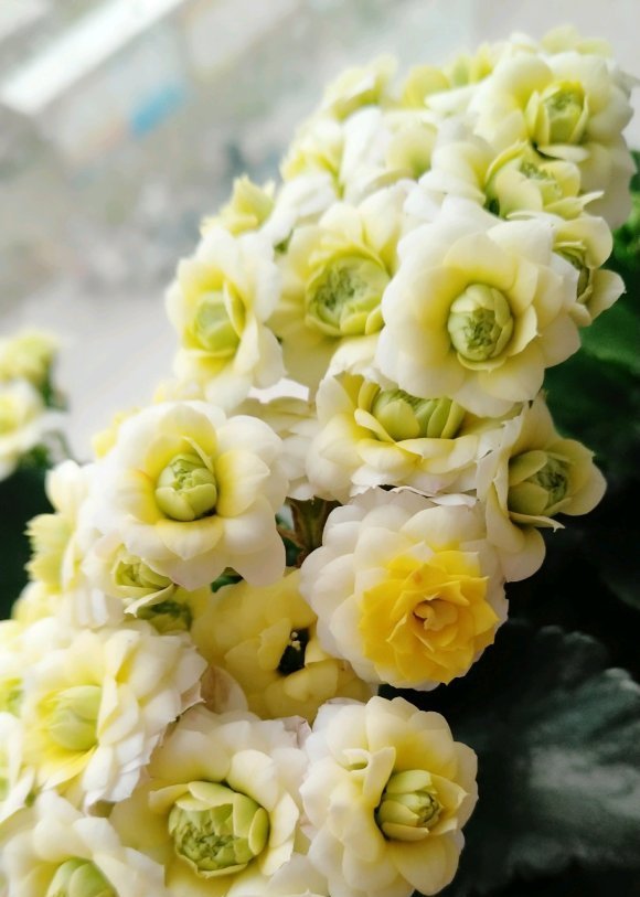  『植物』家庭养长寿花，学会“配土”，满足3个“要求”，开花持续不断