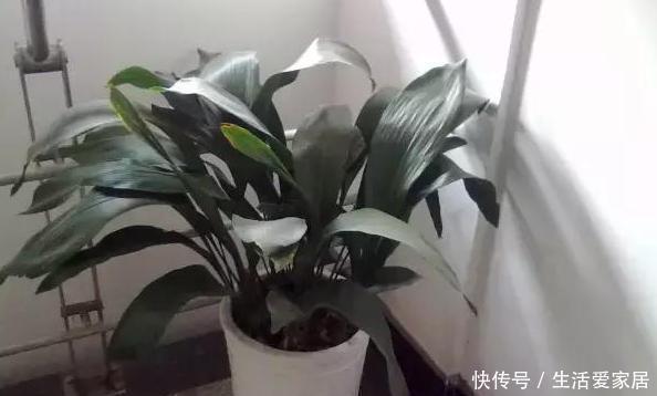  解决|夏天卫生间异味过重，感到要崩溃？盆栽上它，轻松解决困扰