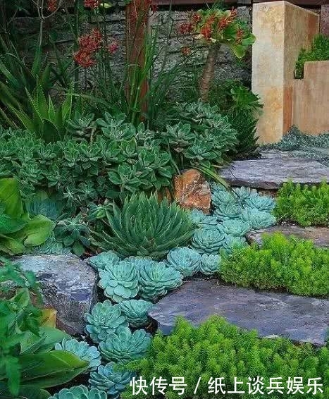 「花园」庭院·多肉·花园,美不胜收!