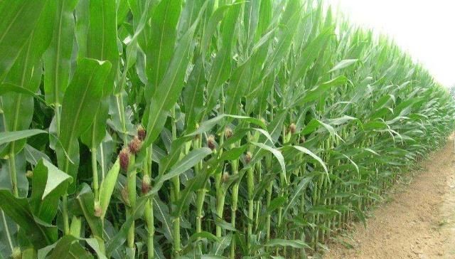  [田地里面]玉米什么时候会分支是怎么回事？针对玉米分支现象需要注意的事项