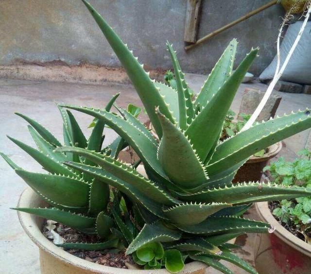 「懒人」懒人就种这5种植物，一月不浇水照样长，一棵变多棵，一年长爆盆