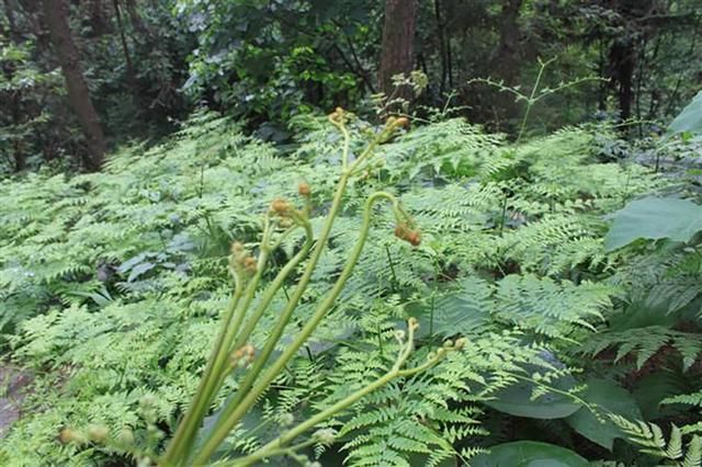 农村60年代“饿饭”才挖的蕨根，如今成稀罕物50一斤！市场很难买