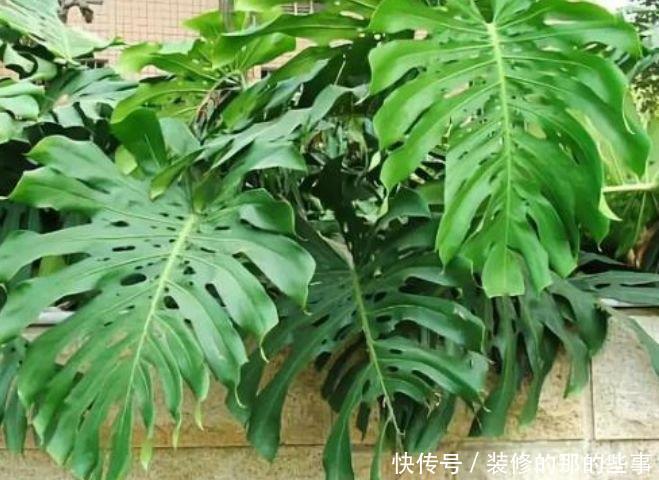 【艳丽】此款花卉,好养易爆盆,四季繁花似锦,姿色艳丽
