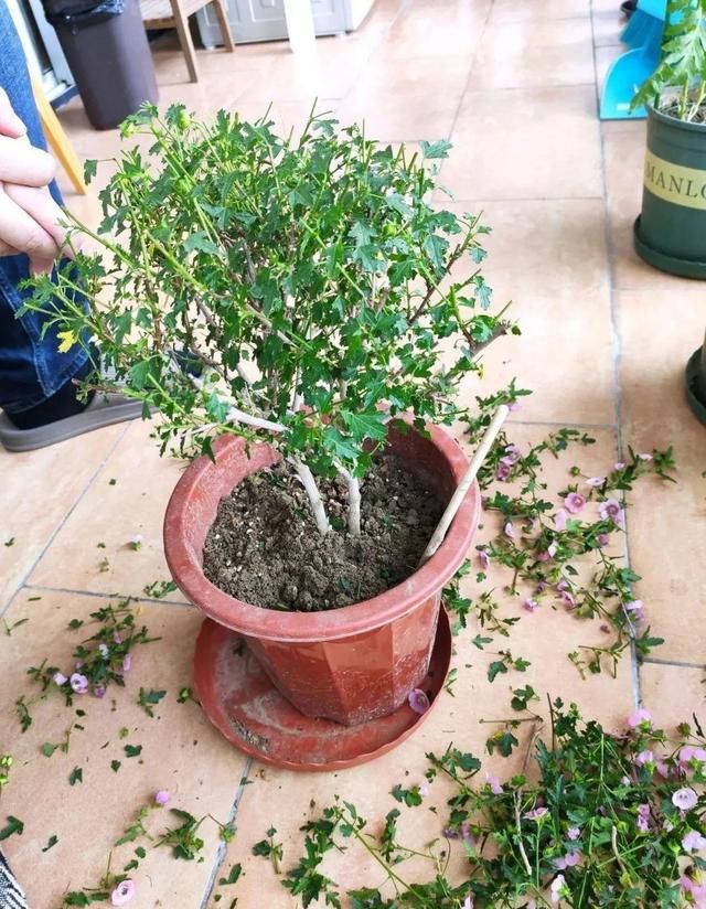  「照好的地方」3种花，开败后狠心剪个秃头，下次开花会更猛