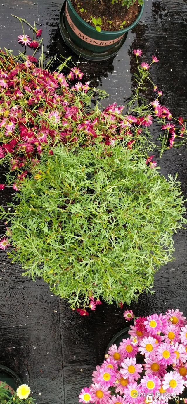  「照好的地方」3种花，开败后狠心剪个秃头，下次开花会更猛