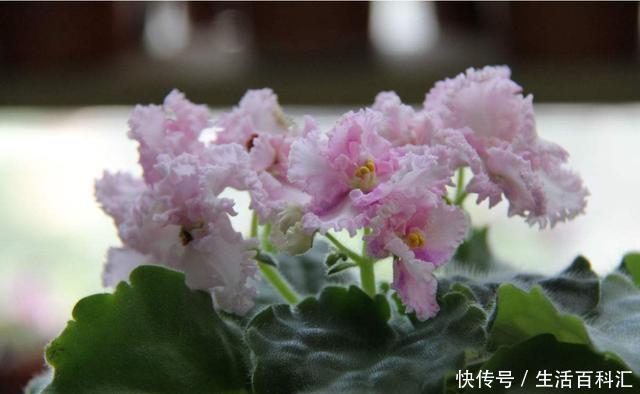 『韵味』3种花漂亮又好养,开花艳丽不操心,寓意美好人人爱,韵味十足