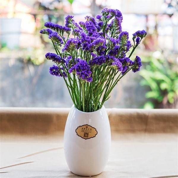  「旺盛」三步养花法！怎么种出长势旺盛的勿忘我？方法很简单！