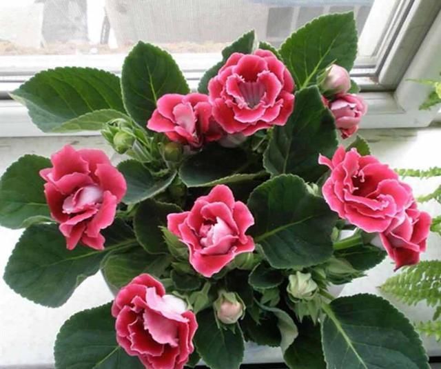  「喜欢」这3种花好养还易活，花期很长，一开花就是好几个月，你喜欢吗？