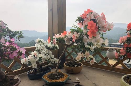  做法■杜鹃花直接砍成微盆景，好杜鹃被你糟蹋了，我的做法稍不同