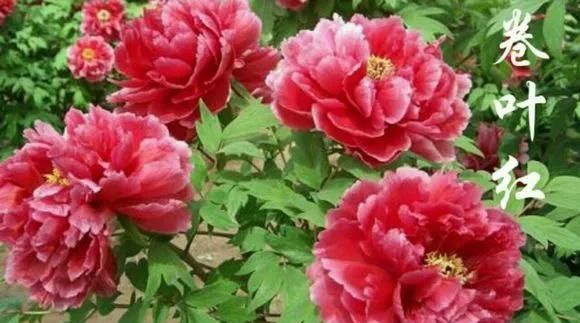  『牡丹』芍药和牡丹的区别图,看懂图就能轻松区分出来!