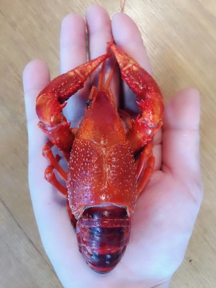 夜宵 之王 盱眙小龙虾,会因2018年俄罗斯世界杯