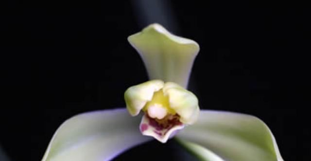  「常见」蕙兰老八种都有谁？除了常见了程梅和大一品，其他六种是什么？