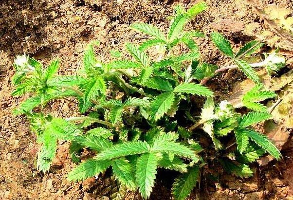  [村民]农村地里的“变色龙”，被村民当成无用杂草，现在卖90一斤