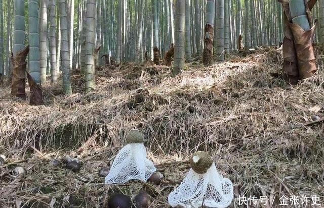  人工种植■竹林里才有的野味，千元一斤被捧上神坛，却没多少农