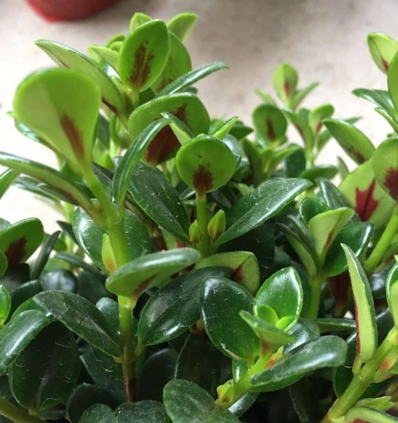  #植物#金鱼吊兰这样养,长成“老桩”,开满盆的“小金鱼”