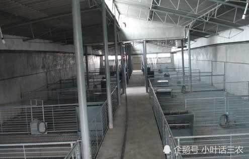  猪舍|养猪不再盖猪舍，这样建造猪棚，不仅成本低还干净卫生