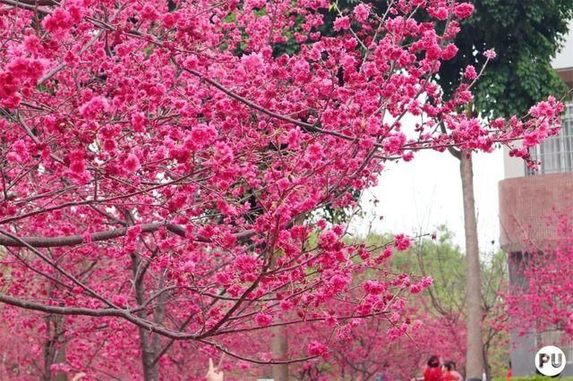 靓！佛山周边1500株樱花已盛开，最美的春天在这里~
